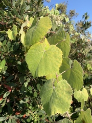Vitis girdiana