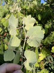 Vitis girdiana