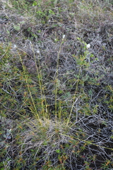 Eriophorum brachyantherum