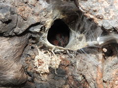 Avicularia avicularia