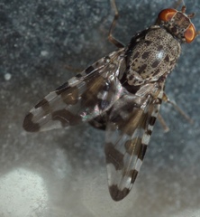 Pseudotephritis approximata