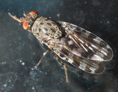 Pseudotephritis approximata