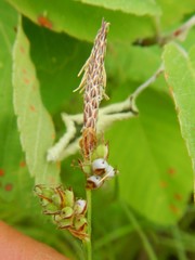 Anthracoidea caricis