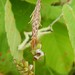 Anthracoidea caricis - Photo (c) Colin Chapman-Lam, algunos derechos reservados (CC BY-NC), subido por Colin Chapman-Lam