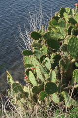 Opuntia elatior