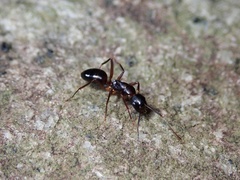 Camponotus kiusiuensis