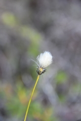 Eriophorum brachyantherum