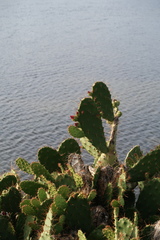 Opuntia elatior