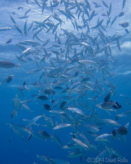 Decapterus macarellus