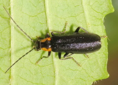 Rhagonycha angulata