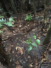 Hedycarya arborea