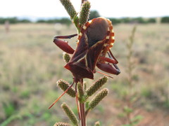 Mozena buenoi