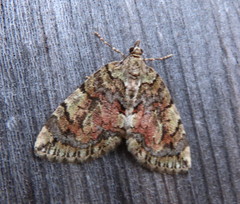 Hydriomena perfracta