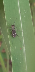 Cylindera kaleea angulimaculata