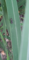 Cylindera kaleea angulimaculata