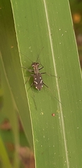 Cylindera kaleea angulimaculata