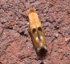 Bucculatrix coronatella