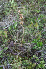 Pedicularis sceptrum-carolinum