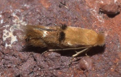 Bucculatrix coronatella