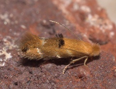 Bucculatrix coronatella