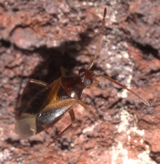 Ceratocapsus modestus