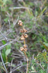 Pedicularis sceptrum-carolinum