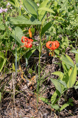 Lilium pumilum