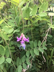 Lathyrus venosus