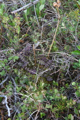 Pedicularis sceptrum-carolinum