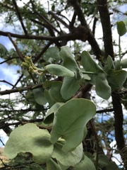 Tapinanthus