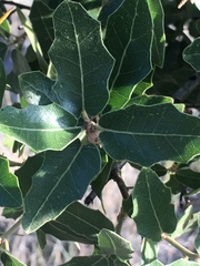 Quercus emoryi