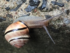 Cepaea nemoralis