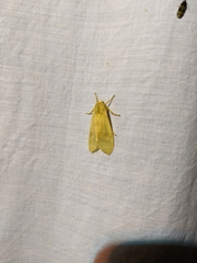 Halysidota tessellaris