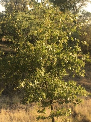 Quercus emoryi