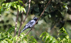 Edolisoma tenuirostre