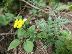 Pseudocymopterus