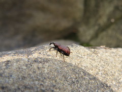 Steremnius carinatus