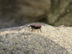 Steremnius carinatus