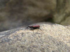 Steremnius carinatus
