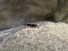 Steremnius carinatus