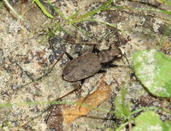 Apterodela unipunctata