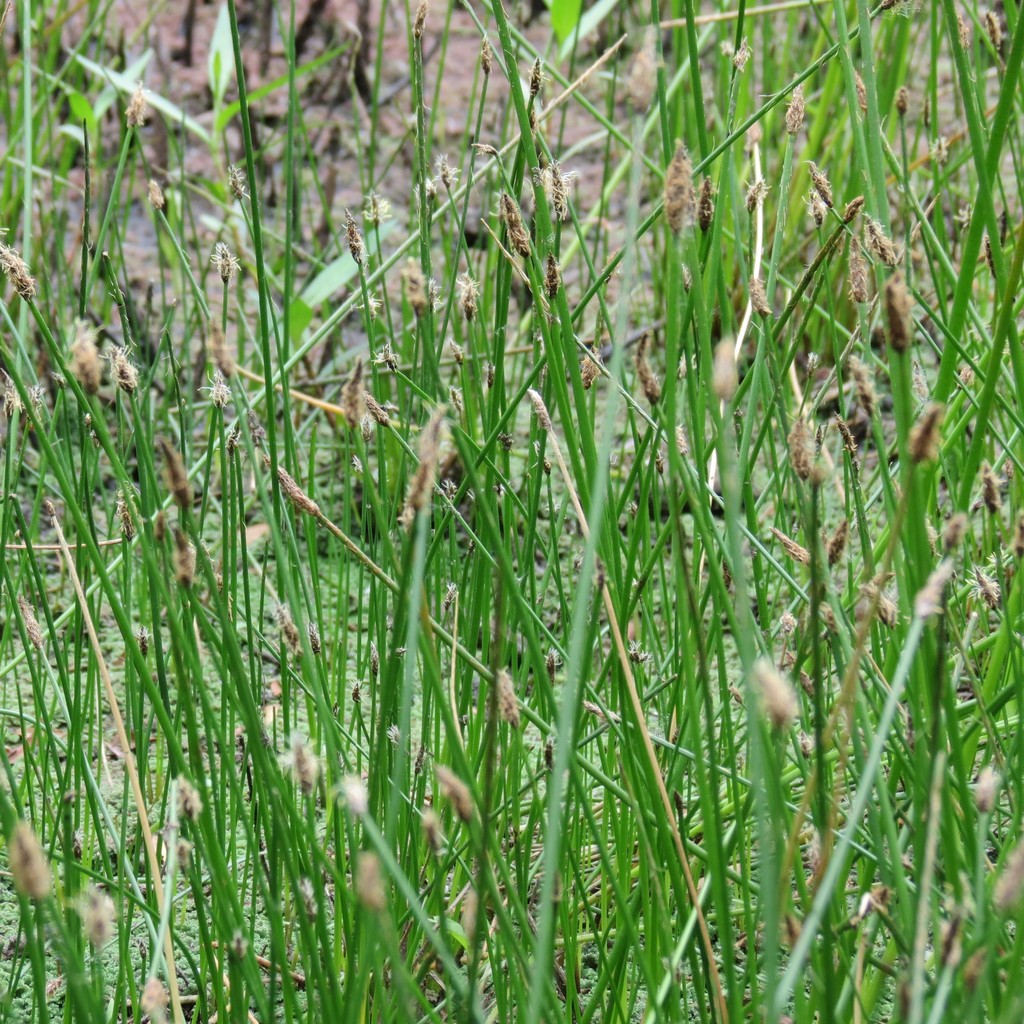 Pale Spikerush (Plants of Lathrop State Park) · iNaturalist