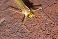 Stenacron interpunctatum interpunctatum