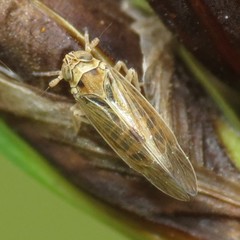 Nothodelphax consimilis