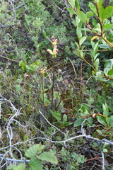 Pedicularis sceptrum-carolinum