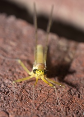 Stenacron interpunctatum interpunctatum