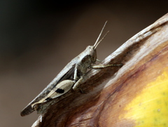 Stenocatantops angustifrons