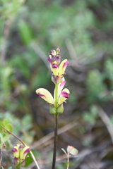 Pedicularis sceptrum-carolinum