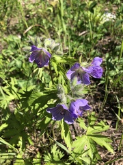 Geranium sylvaticum