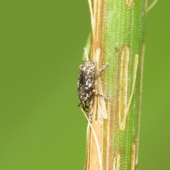 Notiodes punctatus